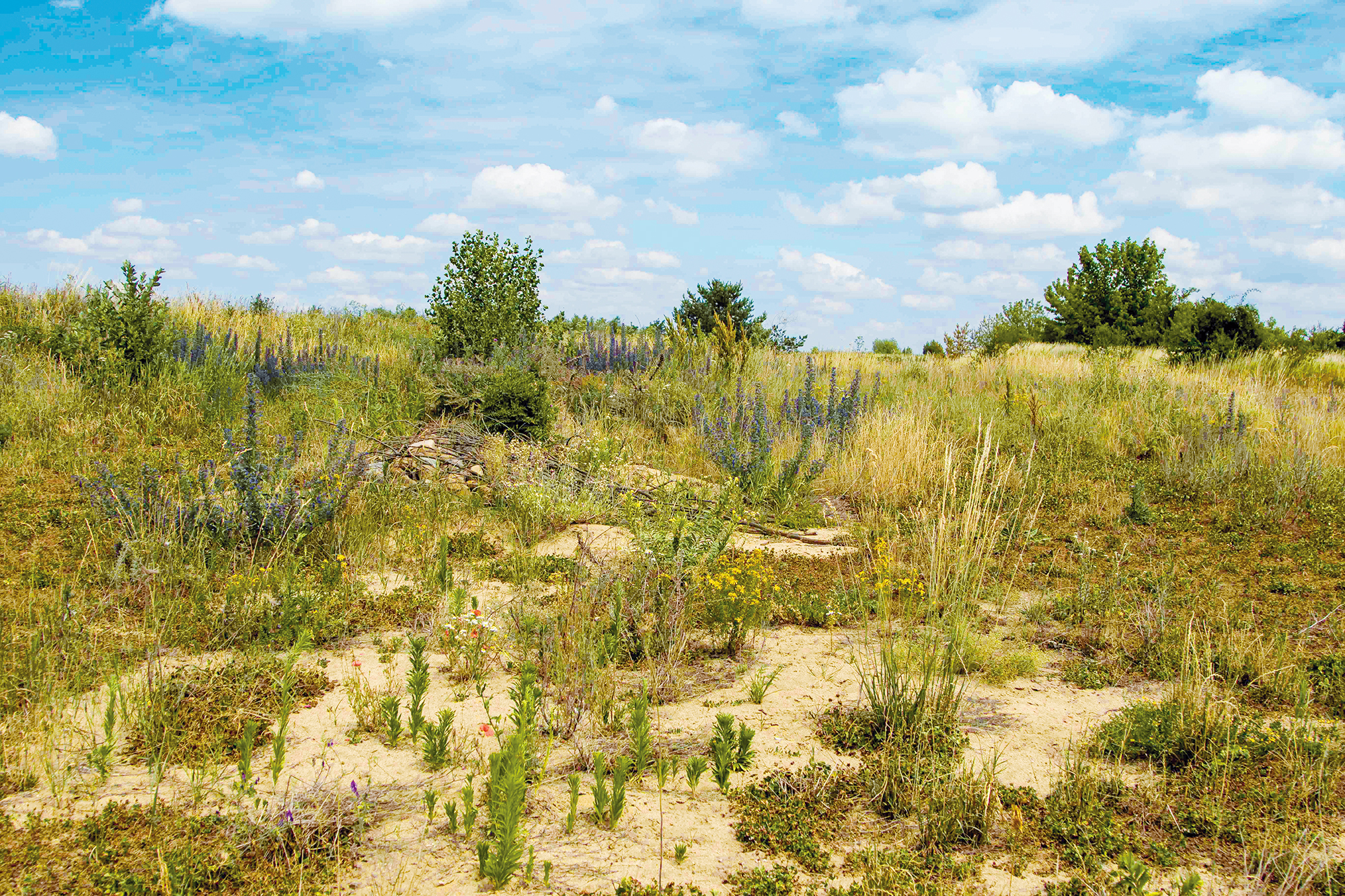 Landschaft mit grünem Gras, die Biodiversität zeigt.