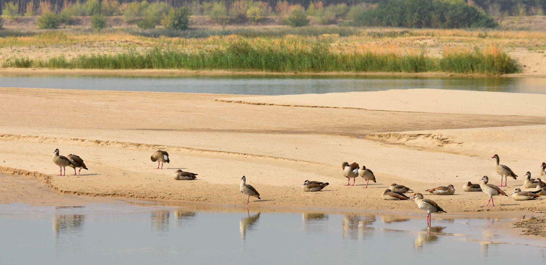 Enten stehen am Ufer.
